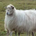 Schaf in der Drover Heide