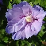 Hibiskusblüte