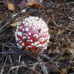 Pilz