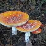 Pilz