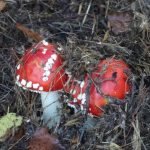 Pilz