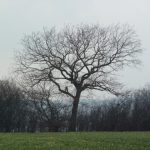 Baum im Winter