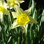 Narzissen