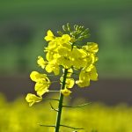 erste Rapsblüten