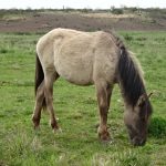 Wildpferd auf der Sophienhöhe