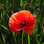 Klatschmohn
