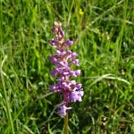 Orchidee im NSG