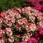 Rhododendron