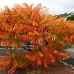 Herbstlaub