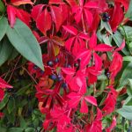 Herbstlaub