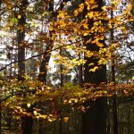 Herbstwald
