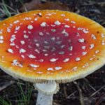 Fliegenpilz